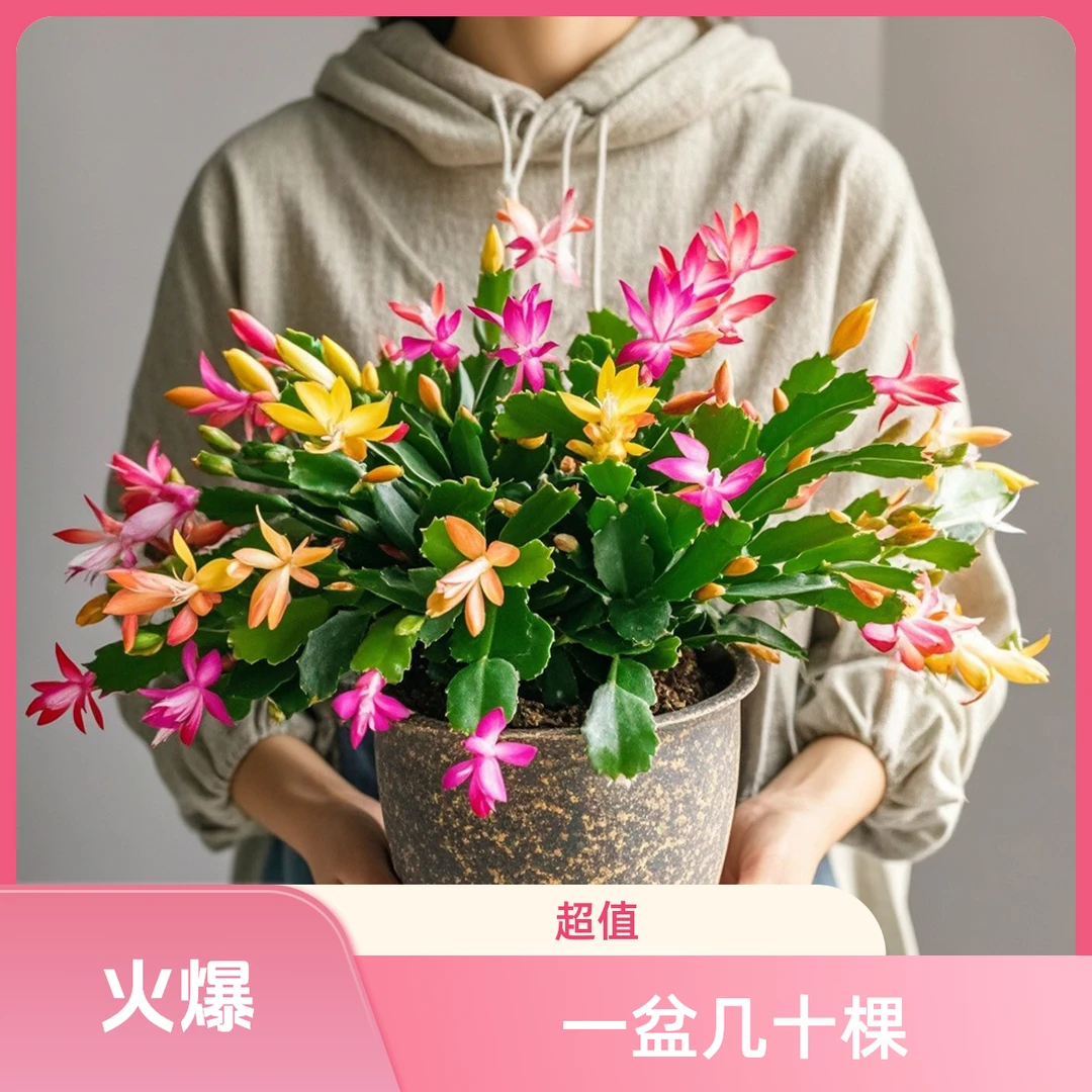 多色蟹爪兰盆栽带花苞小苗嫁接花苗大盆重瓣阳台室内盆栽花卉兰花