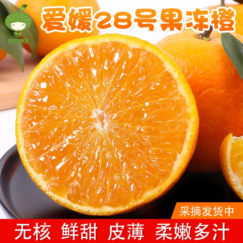 【自家果园】红美人柑橘爱媛28号果冻橙新鲜水果橙子