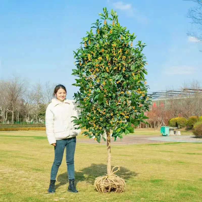 桂花树苗四季桂大型花卉八月庭院原生高干金丹天香台阁沉香地盆栽