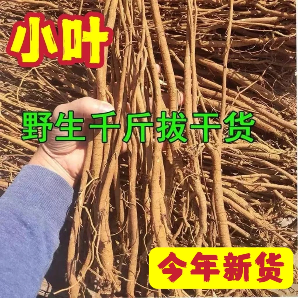 正宗广东小叶千斤拔一条根钉地根千金拨钻地风