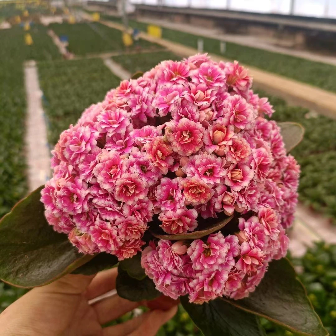 锦缎稀有品种长寿花盆栽重瓣大花带花苞植物花四季开花好养活