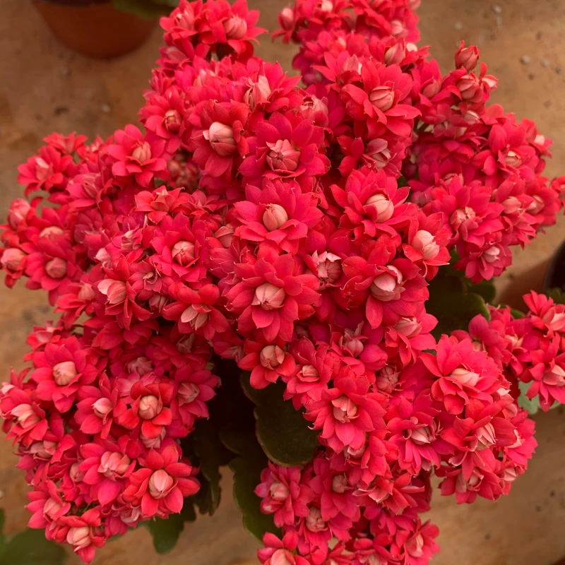 【迷你红宝石】长寿花盆栽重瓣大花带花苞花卉植物四季开花好养活