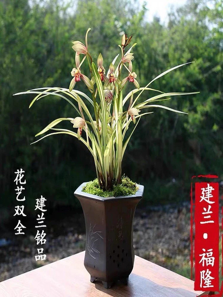 翁源兰花苗建兰中透线艺铭品福隆金边兰草室内阳台办公绿植原盆栽