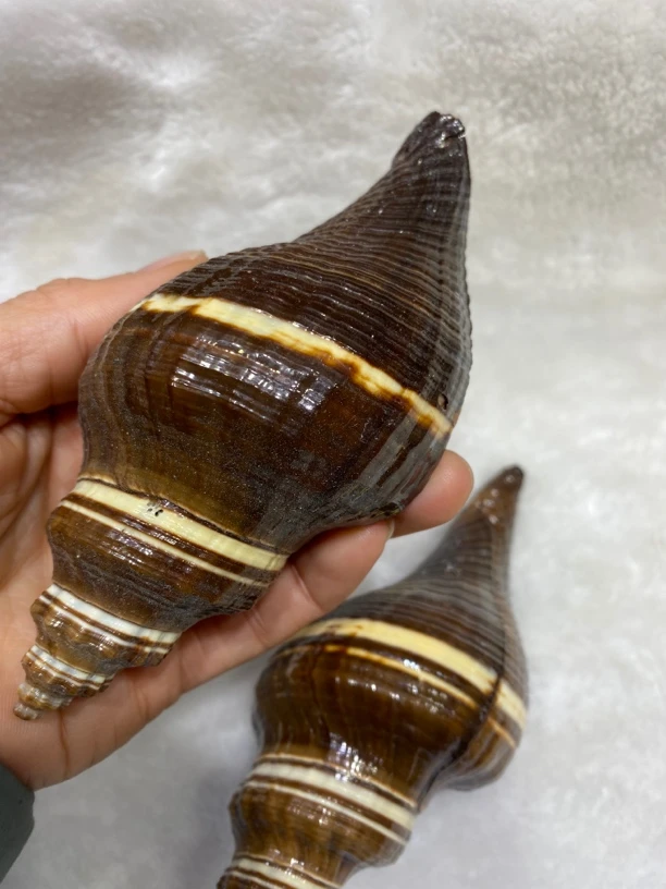 13-15厘米长度黑椰香螺 天然海螺贝壳 鱼缸水族收藏装饰品