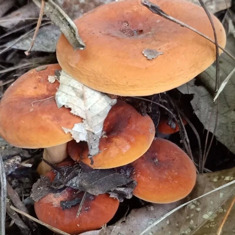 正宗奶浆菌种牛奶菌多汁乳菇奶汁土培蘑菇种植四季种植连续生长