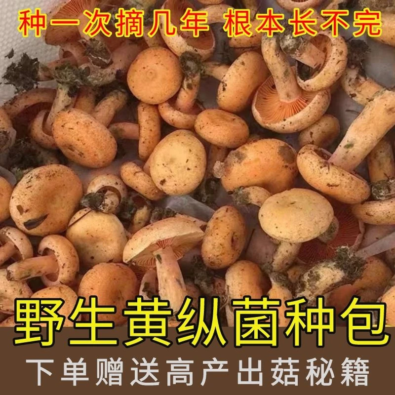 枞树菌野生黄纵菌乌纵菌黄碟菌松树菌家庭室内懒人土培种植黄碟菌