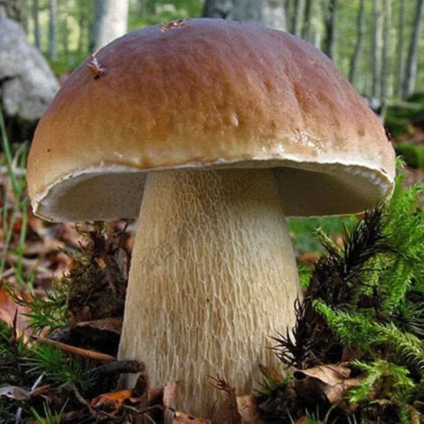 云南牛肝菌 菌种 大脚蘑菇菌包人工种植菌可土培四季种植