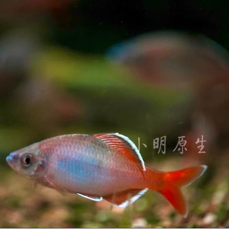 白边须鱊  网红鱼冷水不加温广西鱼
