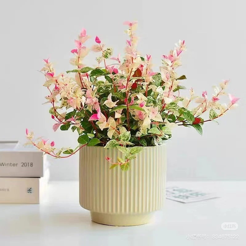 【新疆包邮】花叶络石盆栽好养植物五彩花卉室内垂吊阳台庭院四季