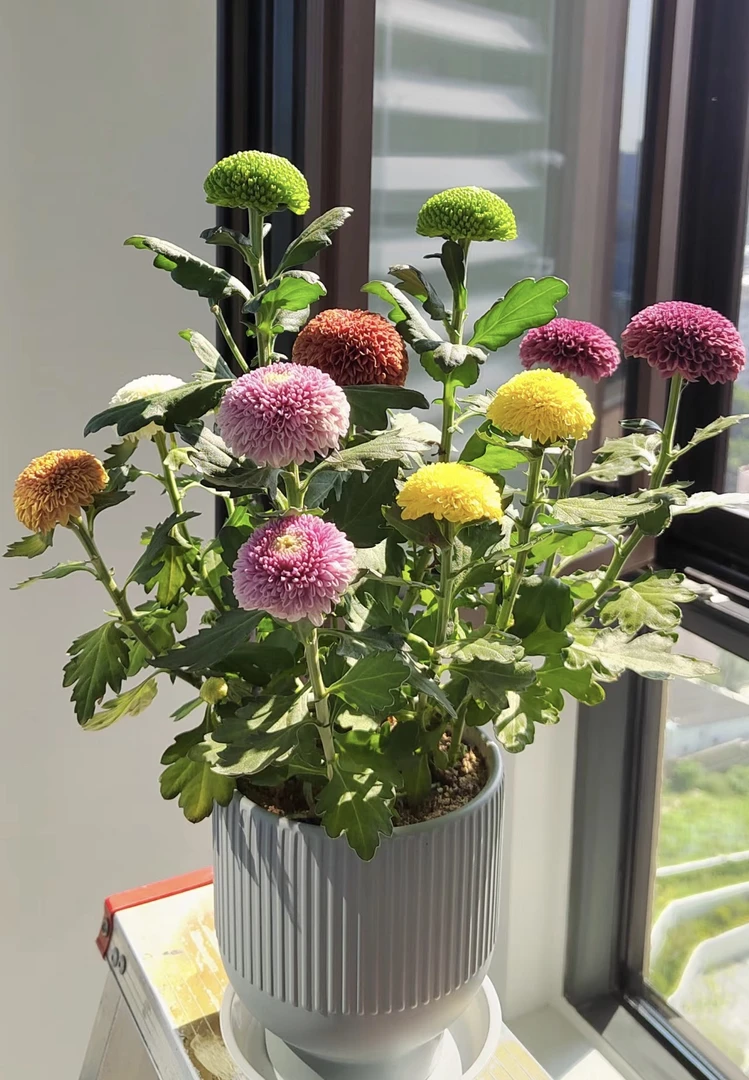 【新疆包邮】大盆乒乓菊盆栽四季开花带花苞好养活室内阳台绿植花卉