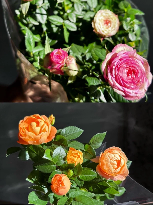 【新疆包邮】玫瑰盆栽2盆多色混搭花期长月月开花月季室外庭院绿植