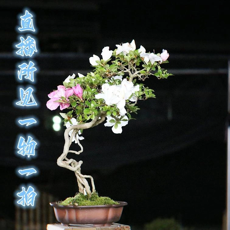 5100-6000元直播一物一拍盆景杜鹃桩材柏树松树盆景阳台盆景植物