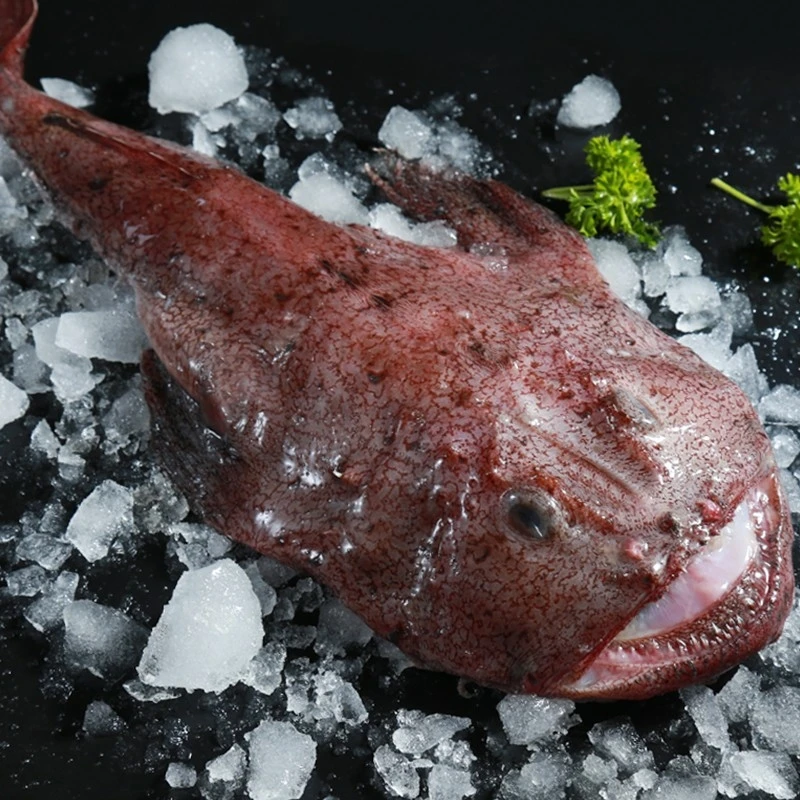 新鲜野生海捕安康鱼 净重5斤（以称重为准） 肉质鲜嫩顺丰冷链直发