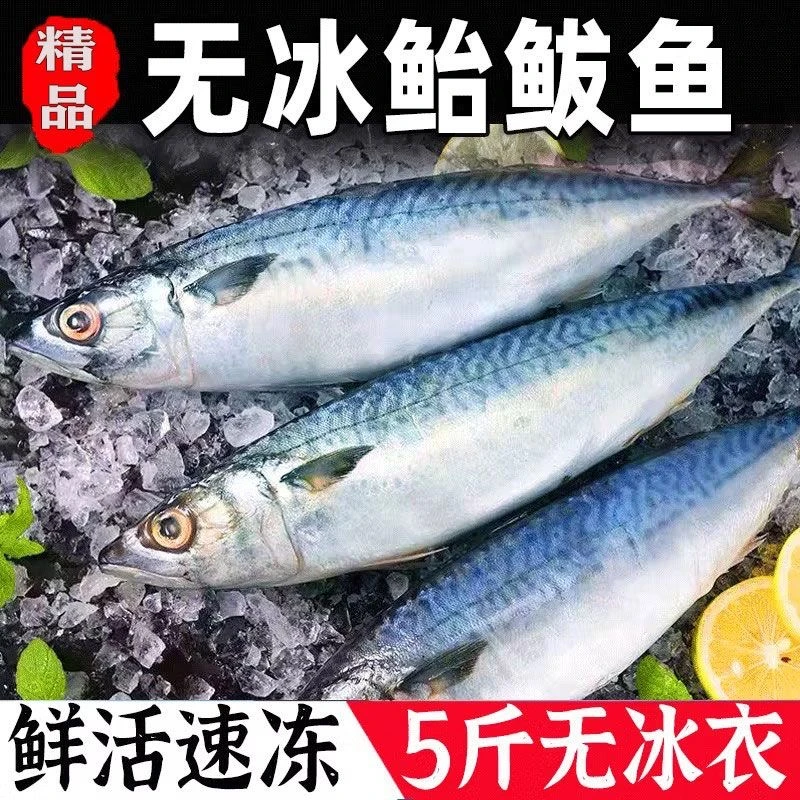 新鲜海捕鲐鲅鱼花仙鱼青占鱼鲐鱼鲅鱼净重5-10斤码头产地顺丰冷链