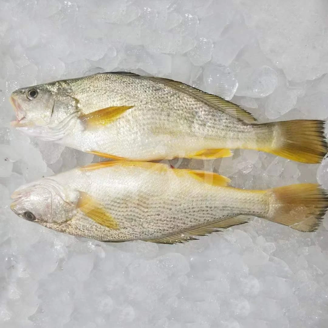 （5斤6条）野生海捕新鲜大黄姑鱼  黄菇鱼黄三鱼春子鱼顺丰冷链