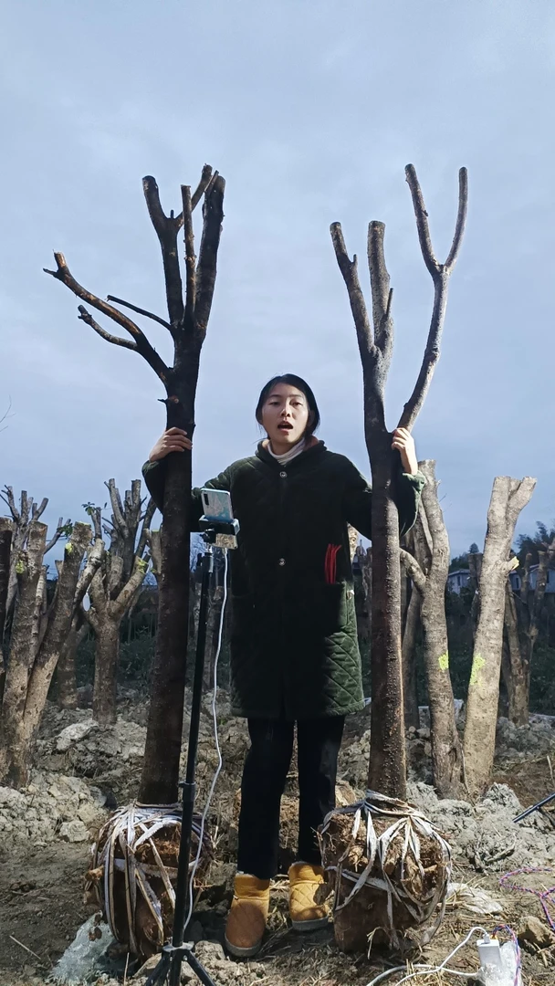 桂花树苗金桂老桩丹桂四季桂浓香庭院盆栽