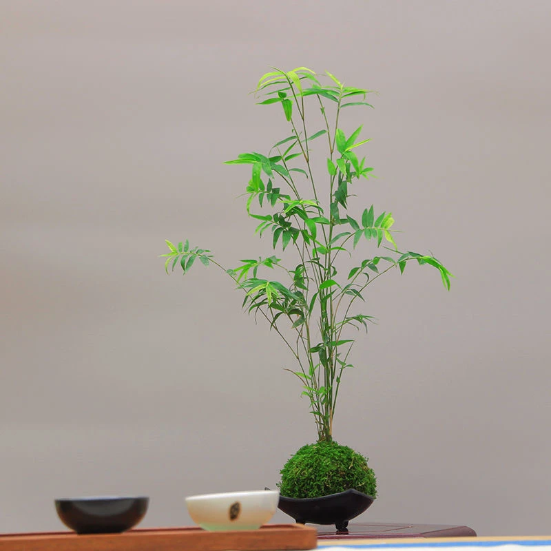 水培植物米竹盆栽室内带根水养凤尾富贵竹子客厅桌面好养绿植盆景