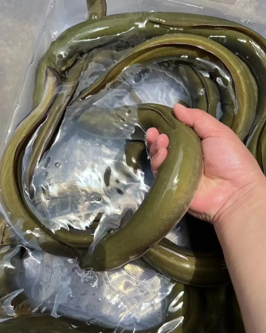 鲜活河鳝鱼白鳝