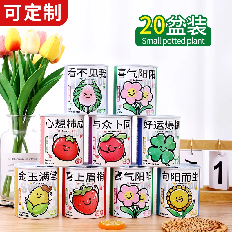 种植礼物栽培罐头花罐头植物桌面好养种子草莓幸运草向日葵种植