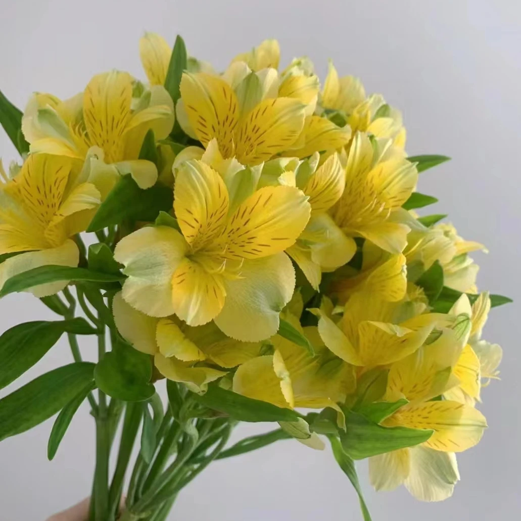 【沈付军鲜花】黄色水仙百合 新鲜下单快递送货