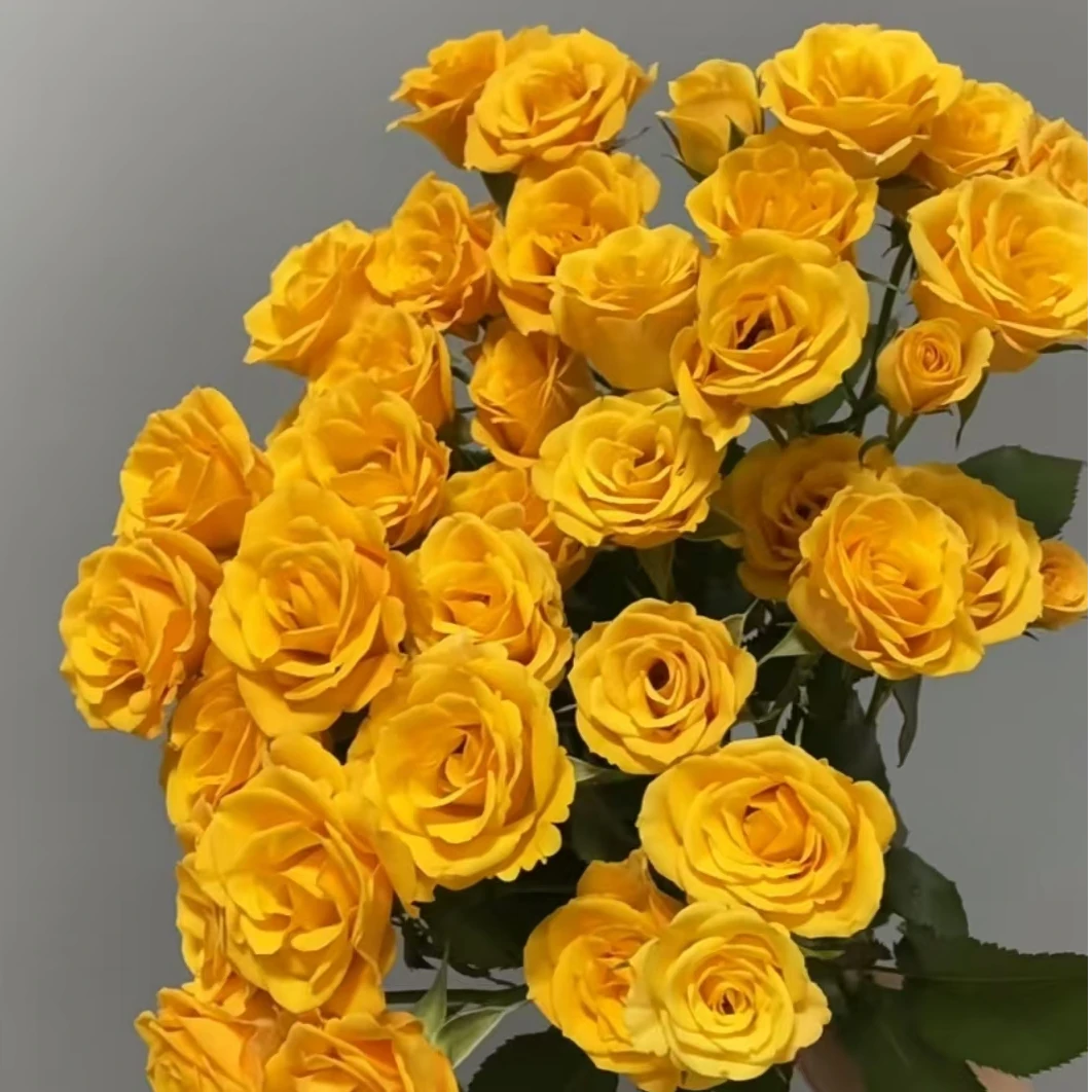 【沈阳付军鲜花】枫糖泡泡多头玫瑰 新鲜下单快递送货