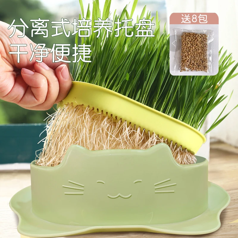 无土水培猫草养宠装备口气清新猫草懒人猫草严选新鲜狗狗通用健康