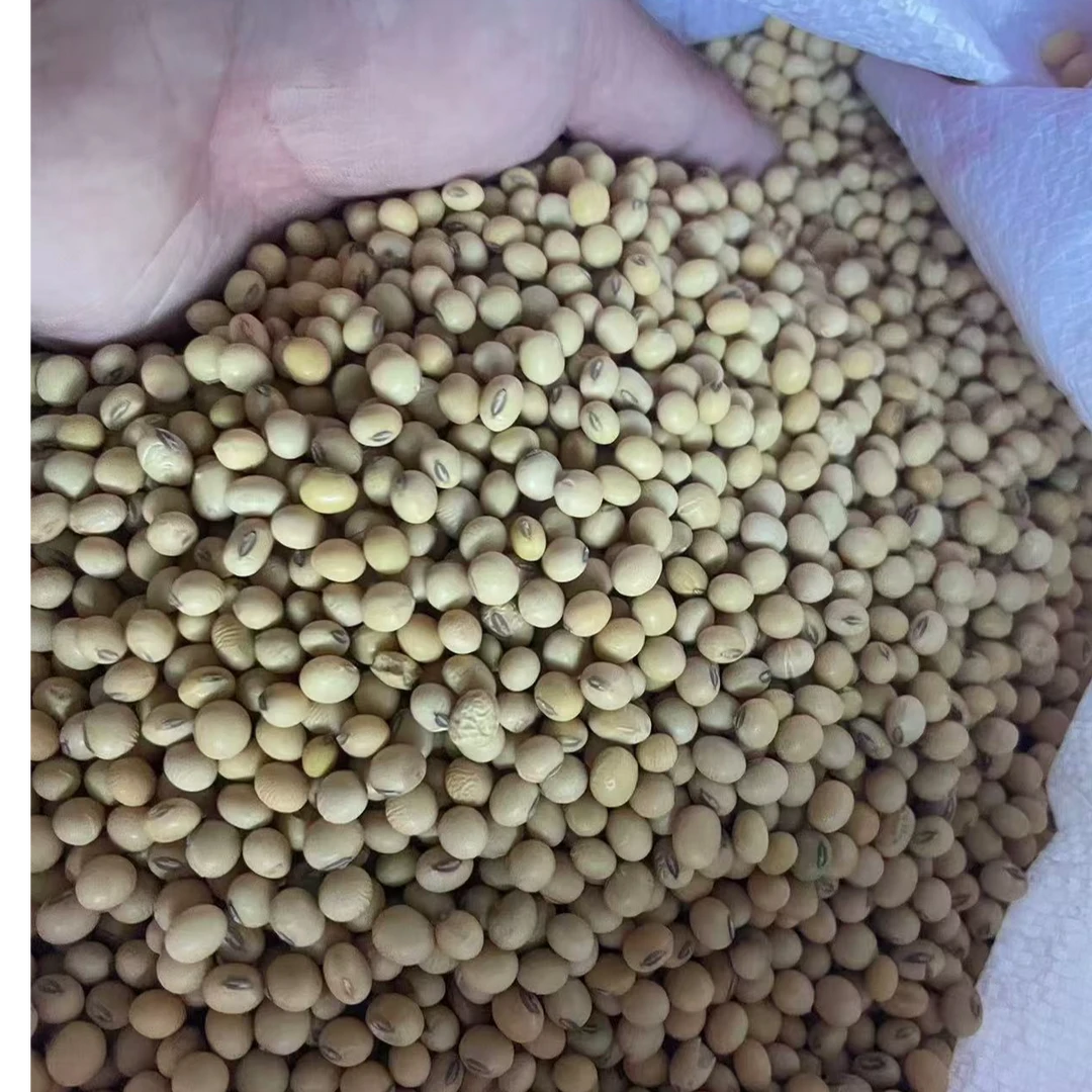 湖南张家界农家本地黄豆黄豆打豆浆非转基因自种豆浆豆腐豆芽干货