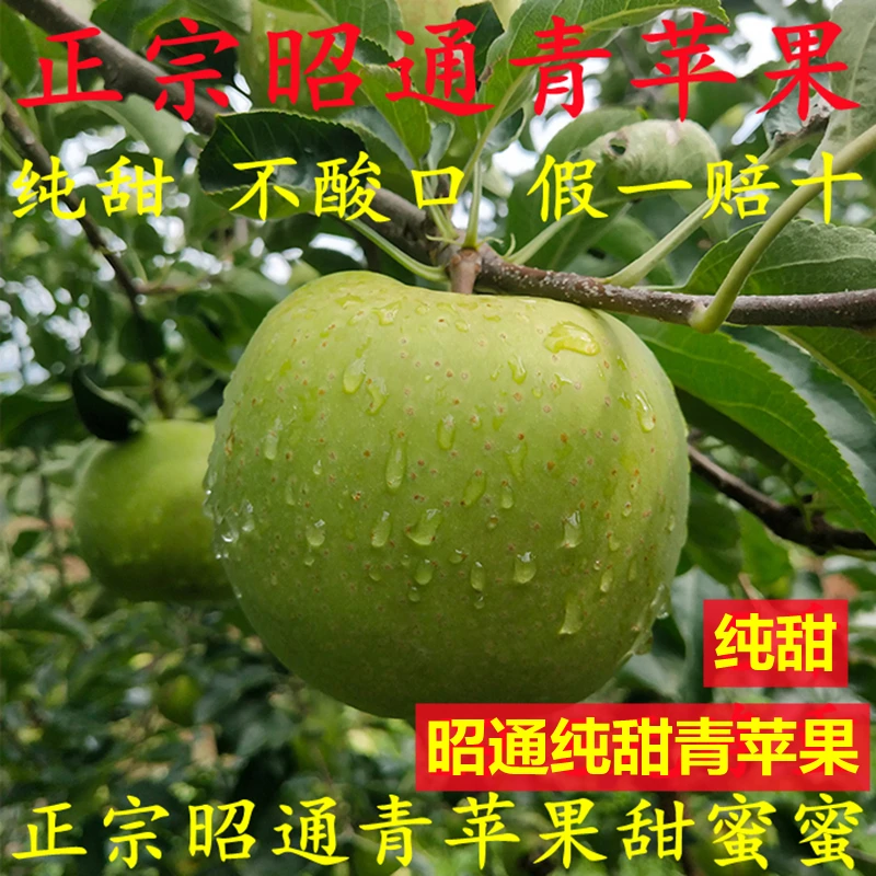 云南昭通高青香蕉苹果纯甜脆甜 新鲜水果 正宗青苹果整箱原产直发