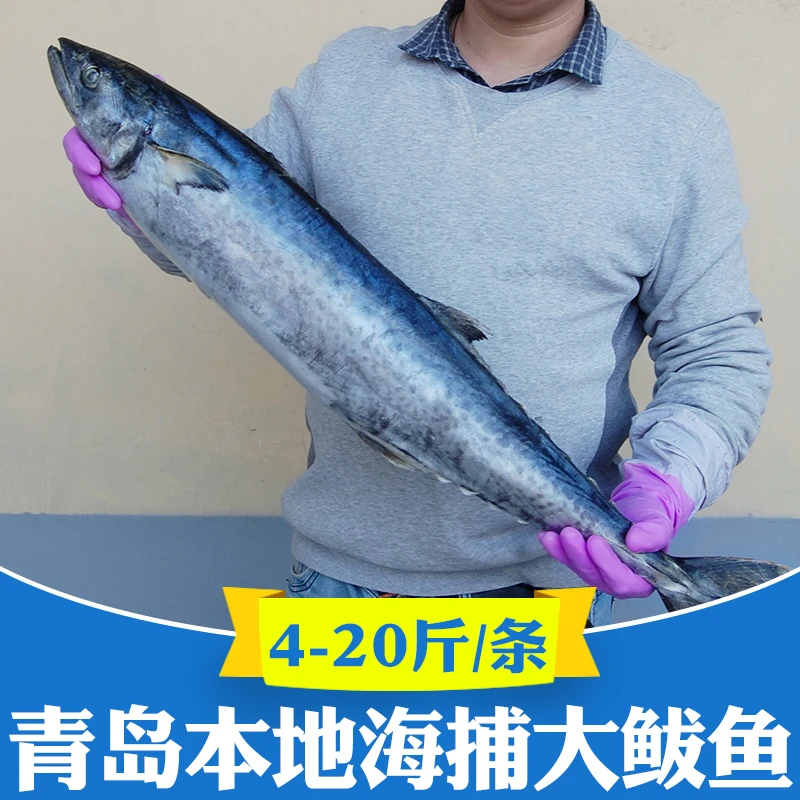 青岛特大鲅鱼鲜活冷冻蓝点马鲛鱼新鲜海鱼大整条5斤大鱼生鲜10 20