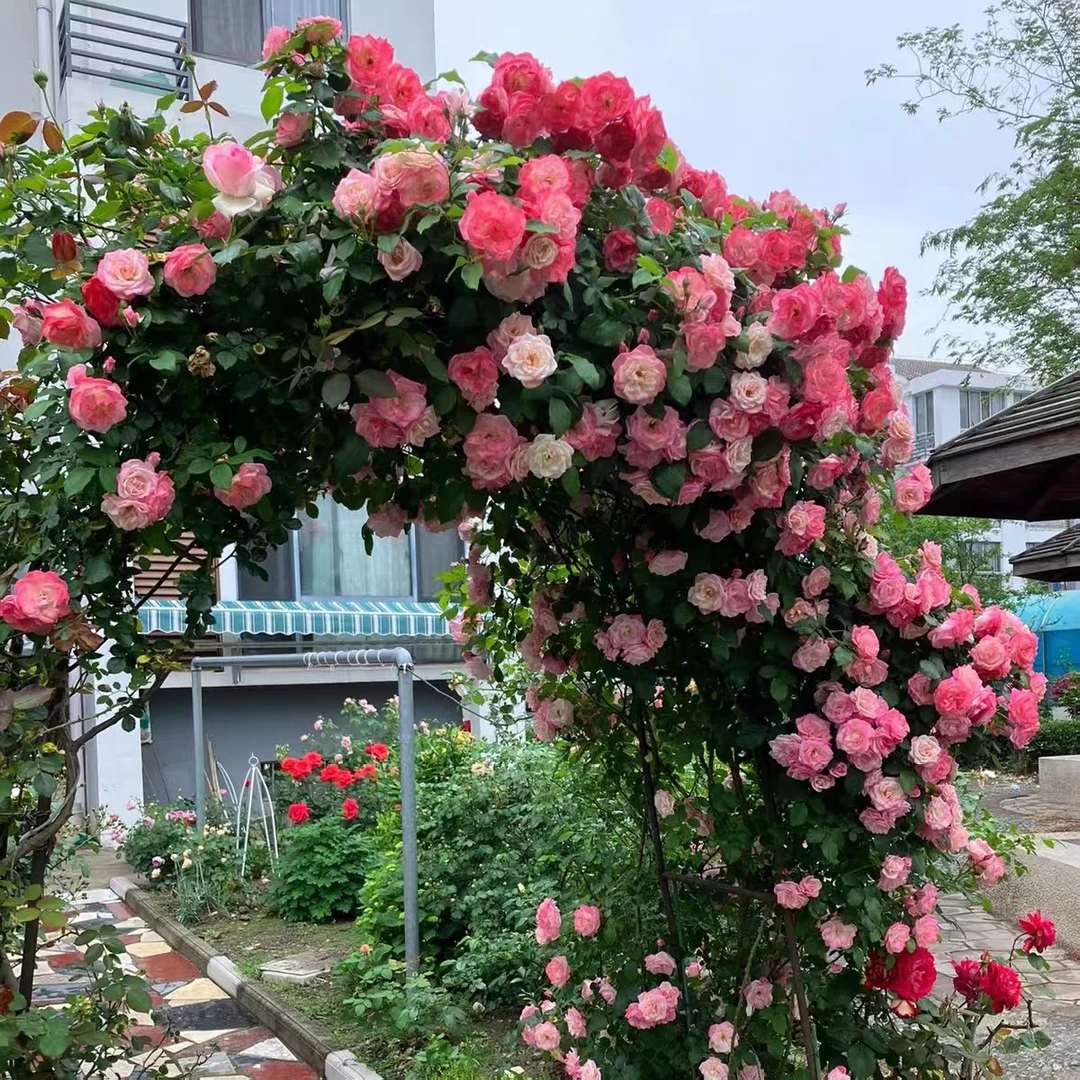 樱霞月季花大苗四季阳台庭院爬藤爬墙花卉植物耐病蔷薇苗