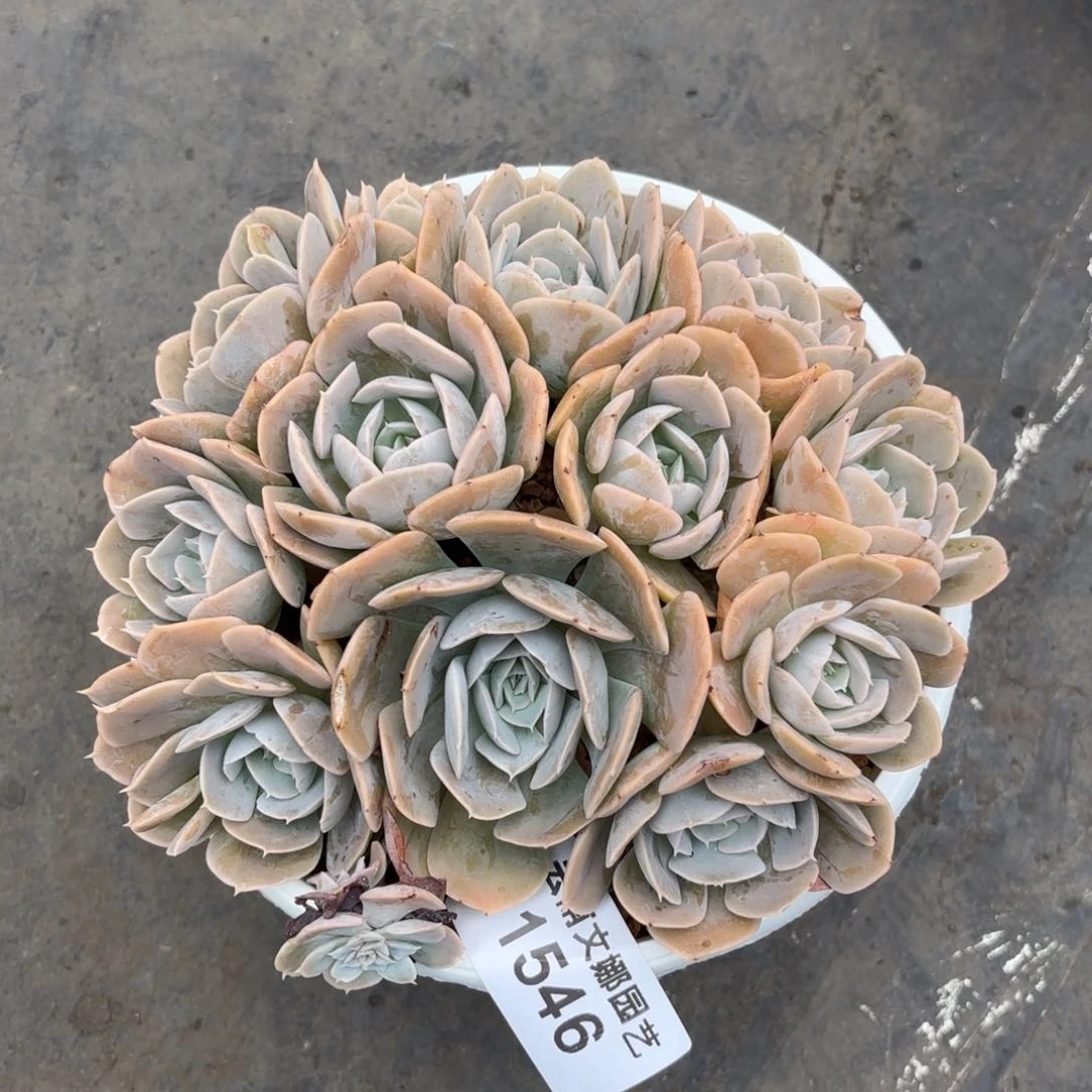 @*茶1546安娜玫瑰多肉