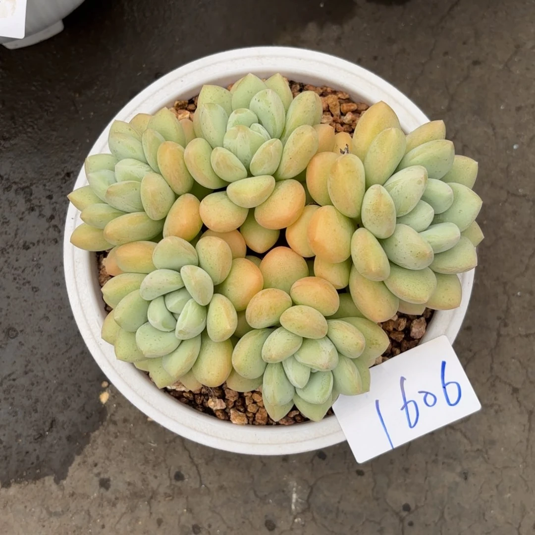 陳**?1606泡泡糖多肉植物