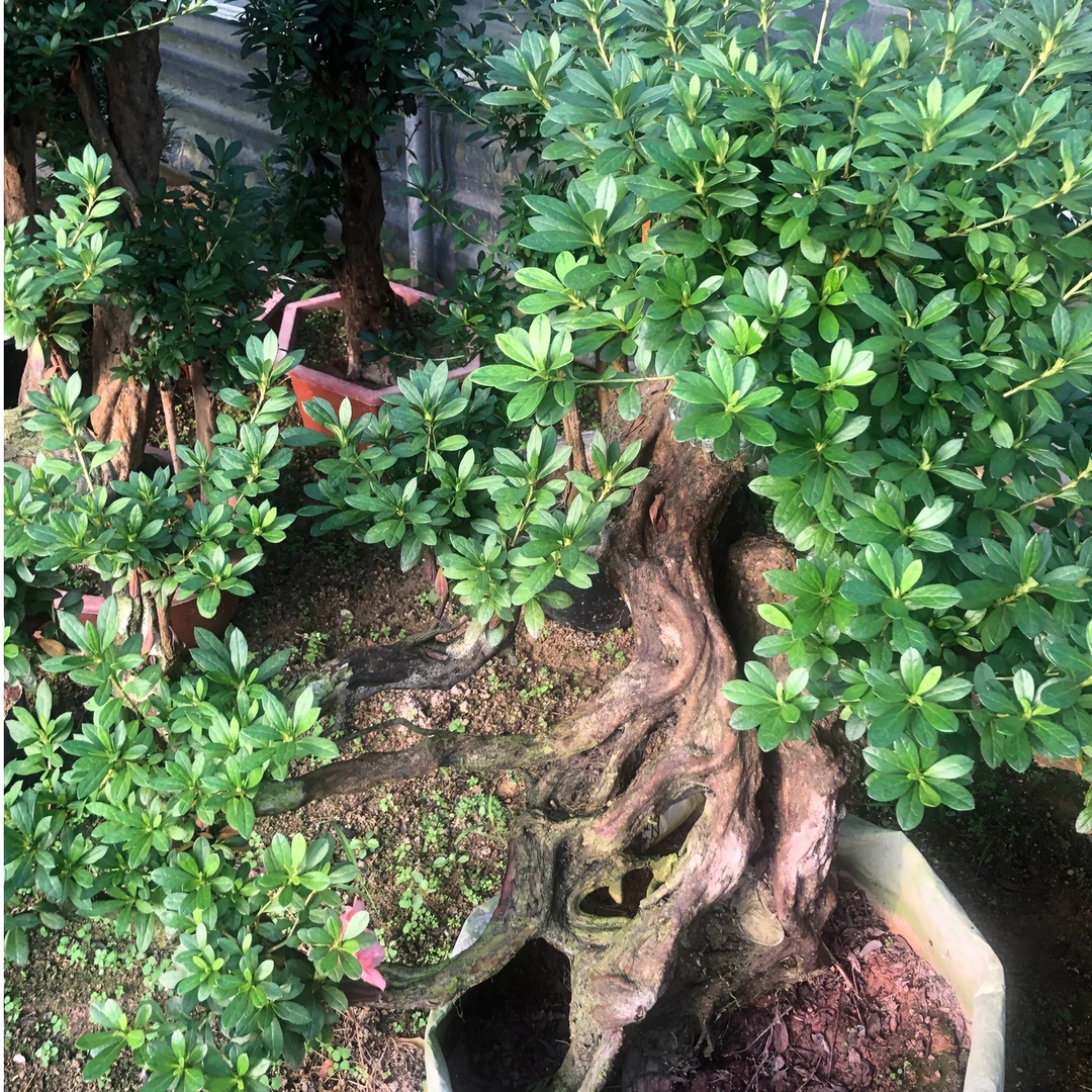 映山红杜鹃花、室内盆景、园林绿化盆景皋月杜鹃花