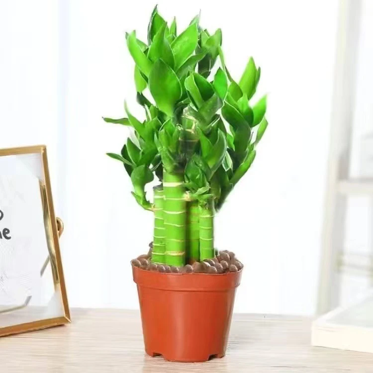 步步高观音竹富贵竹带根须水养荷花竹水培土培盆栽室内植物吸甲醛