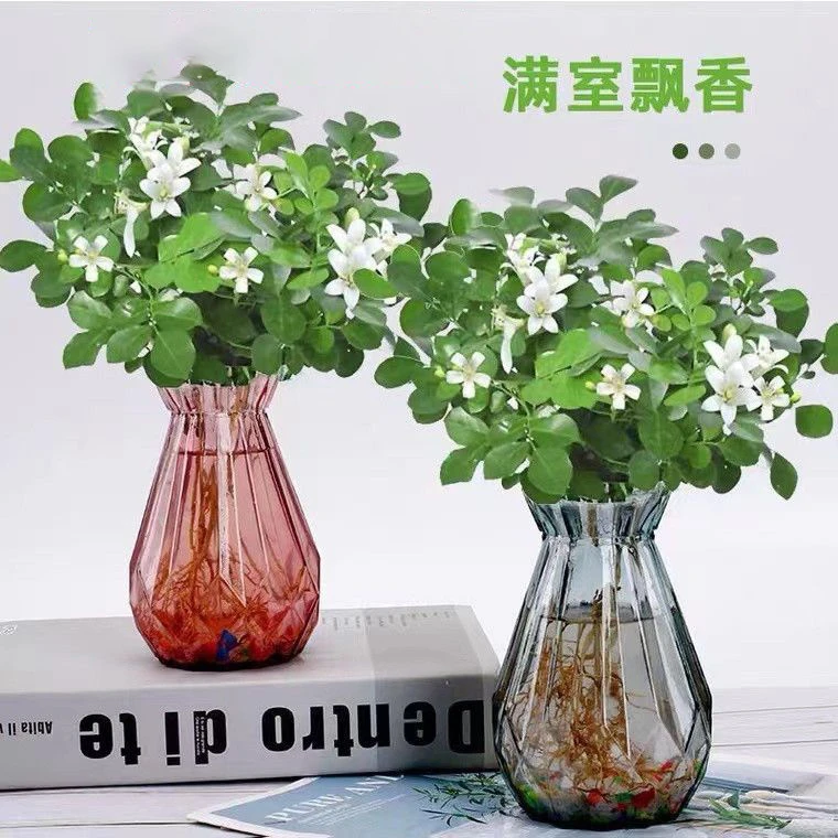 水培九里香花卉盆栽办公桌室内浓香开花驱蚊防辐射四季常青好养