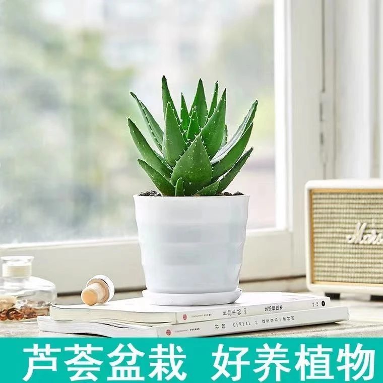 芦荟盆栽防辐射甲醛办公室内桌面绿植多肉植物耐寒耐旱好养易活