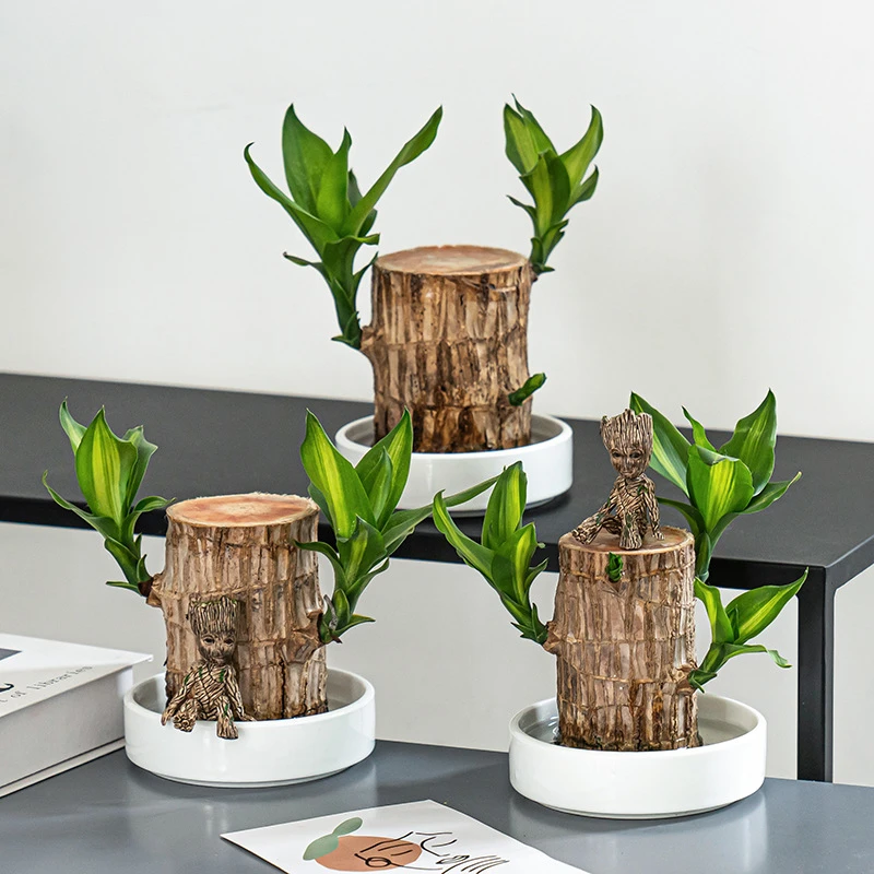 巴西木水培植物幸运木办公室室内绿植盆栽水养迷你桌面小盆栽好养