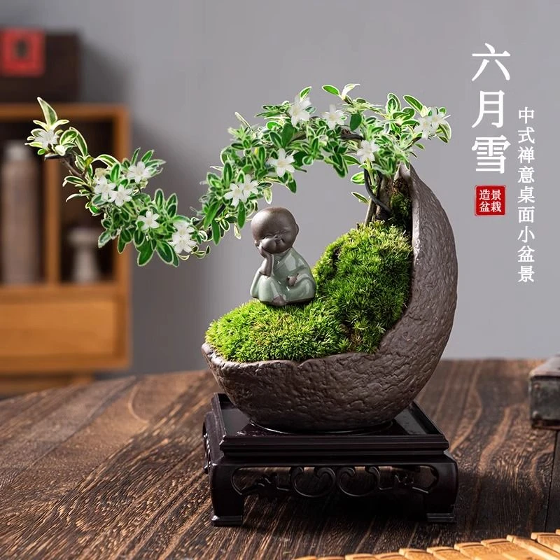 六月雪盆栽老庄提根造型盆景花卉四季金边六月雪盆景植物室内易活