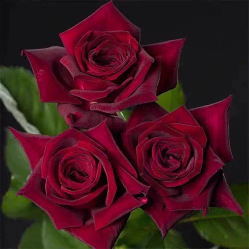 【暗香独棵】浓香阳台庭院楼顶好养护抗病性强花卉绿植月季盆栽地栽