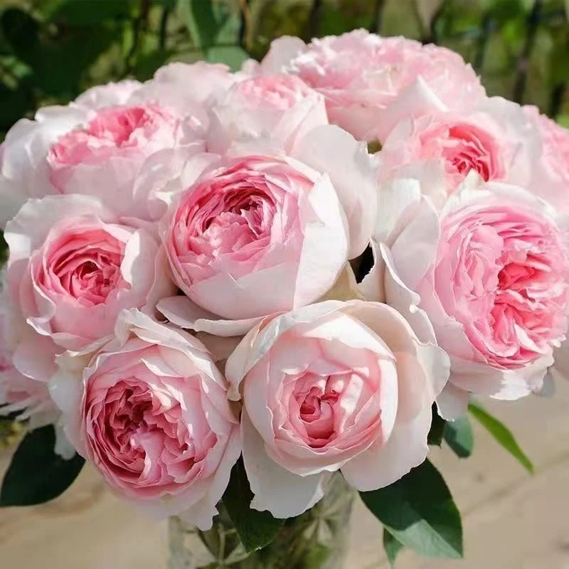 【伊芙.乙女心独棵】大花浓香四季开花好养护抗病性强花卉月季盆栽