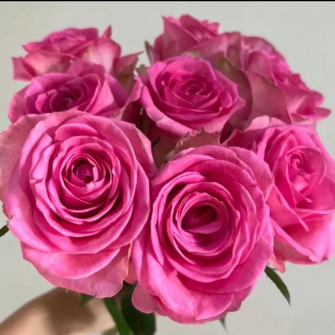 【新希望.梦露】阳台庭院花园楼顶好养护抗病性强花卉绿植月季盆栽