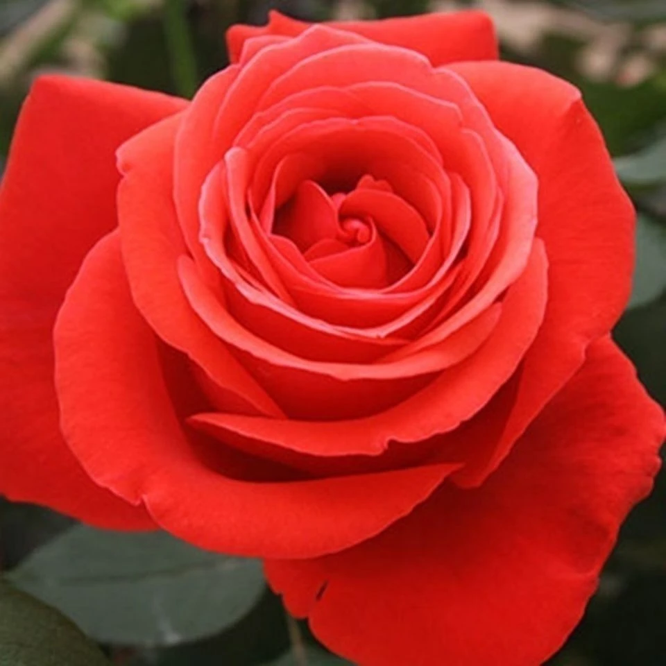 【绯扇独棵】国月大花浓香阳台庭院好养护抗病性强月季盆栽