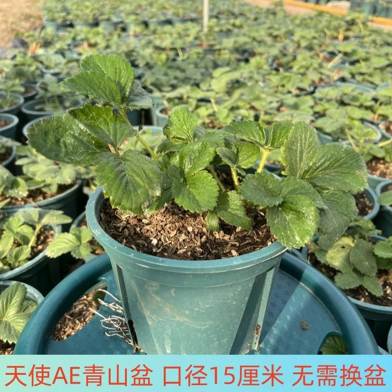 天使AE天使8号白草莓青山盆原盆原土发货高度成活养护