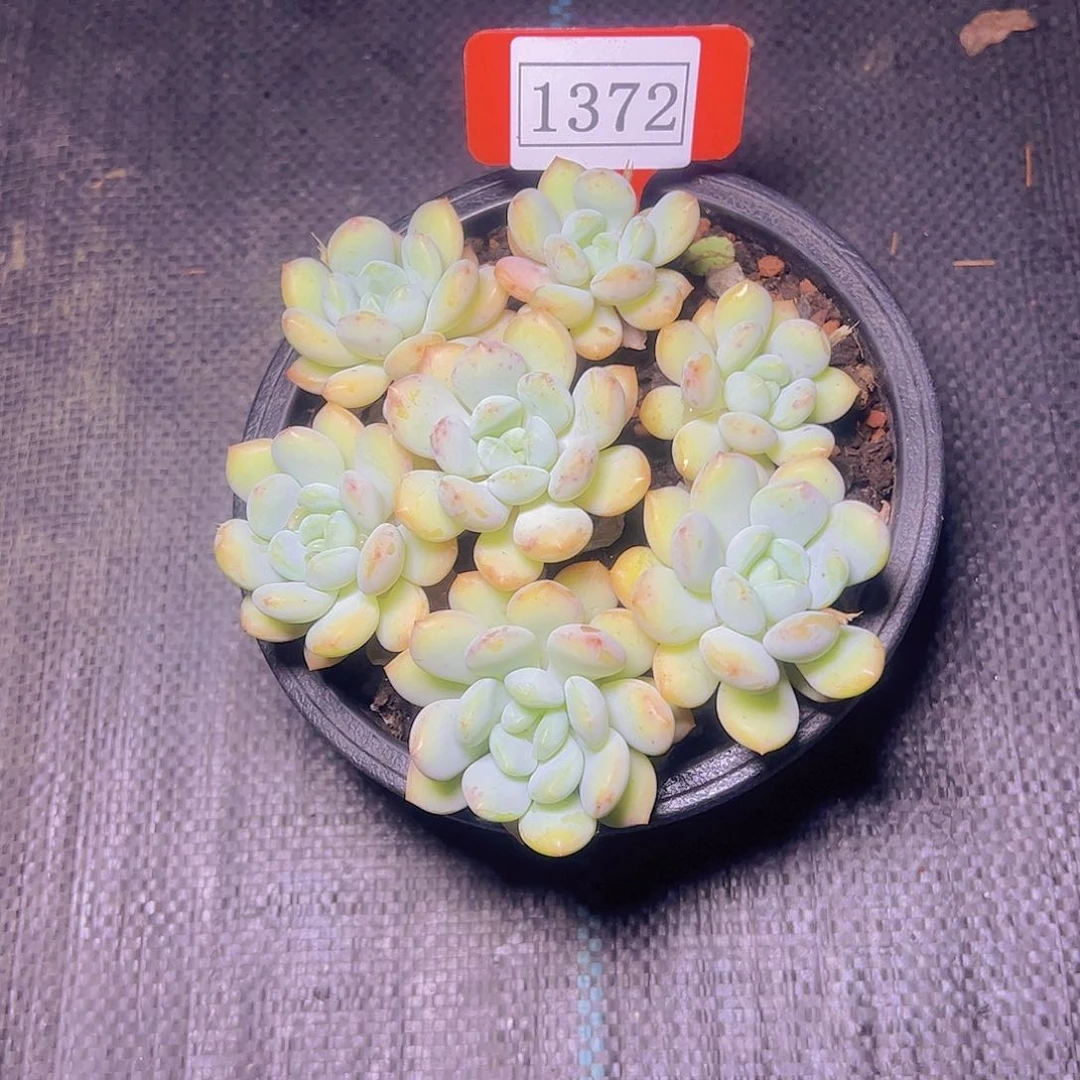 刺*拉丝雨1372多肉植物