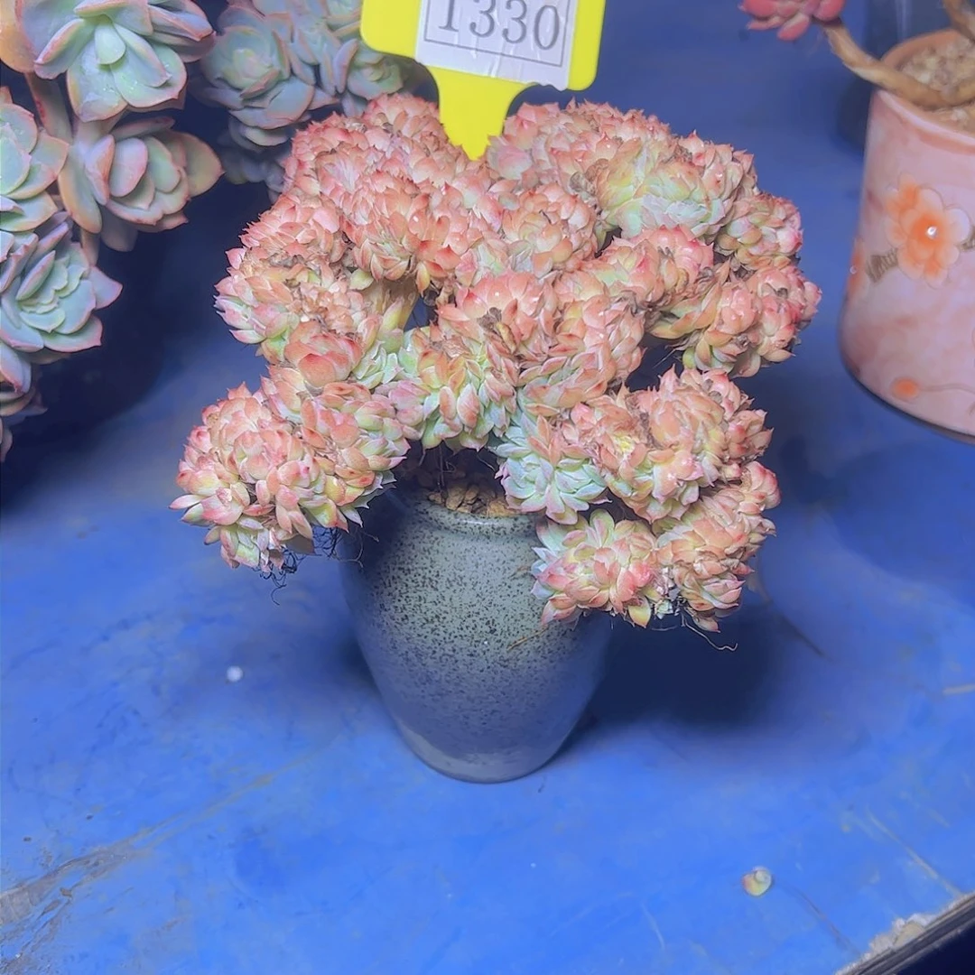 莎莎女王缀带盆1330多肉植物