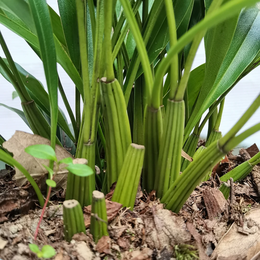 贝母兰   香蕉贝母