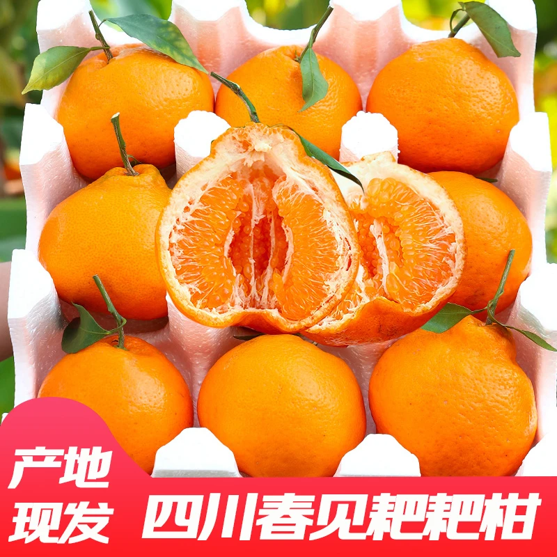 FC【保温袋发货】四川春见耙耙柑新鲜爆汁现摘5/9斤非丑橘不知火