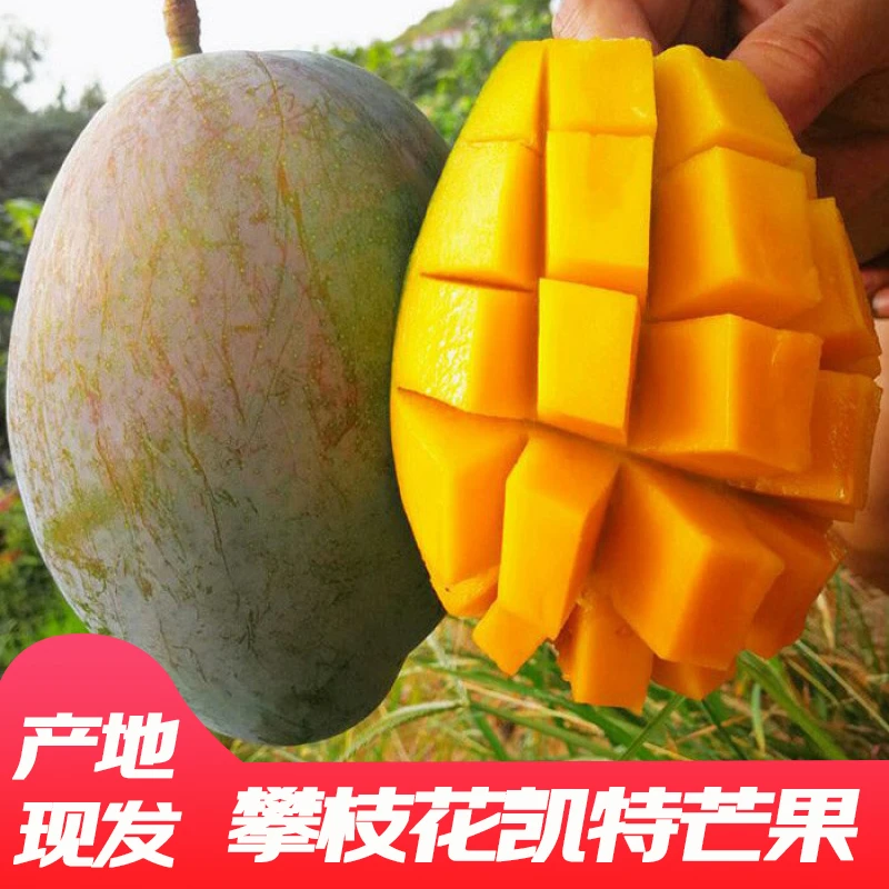 FL四川攀枝花凯特芒果青皮大芒果香甜多汁新鲜好吃净重9斤/产地发