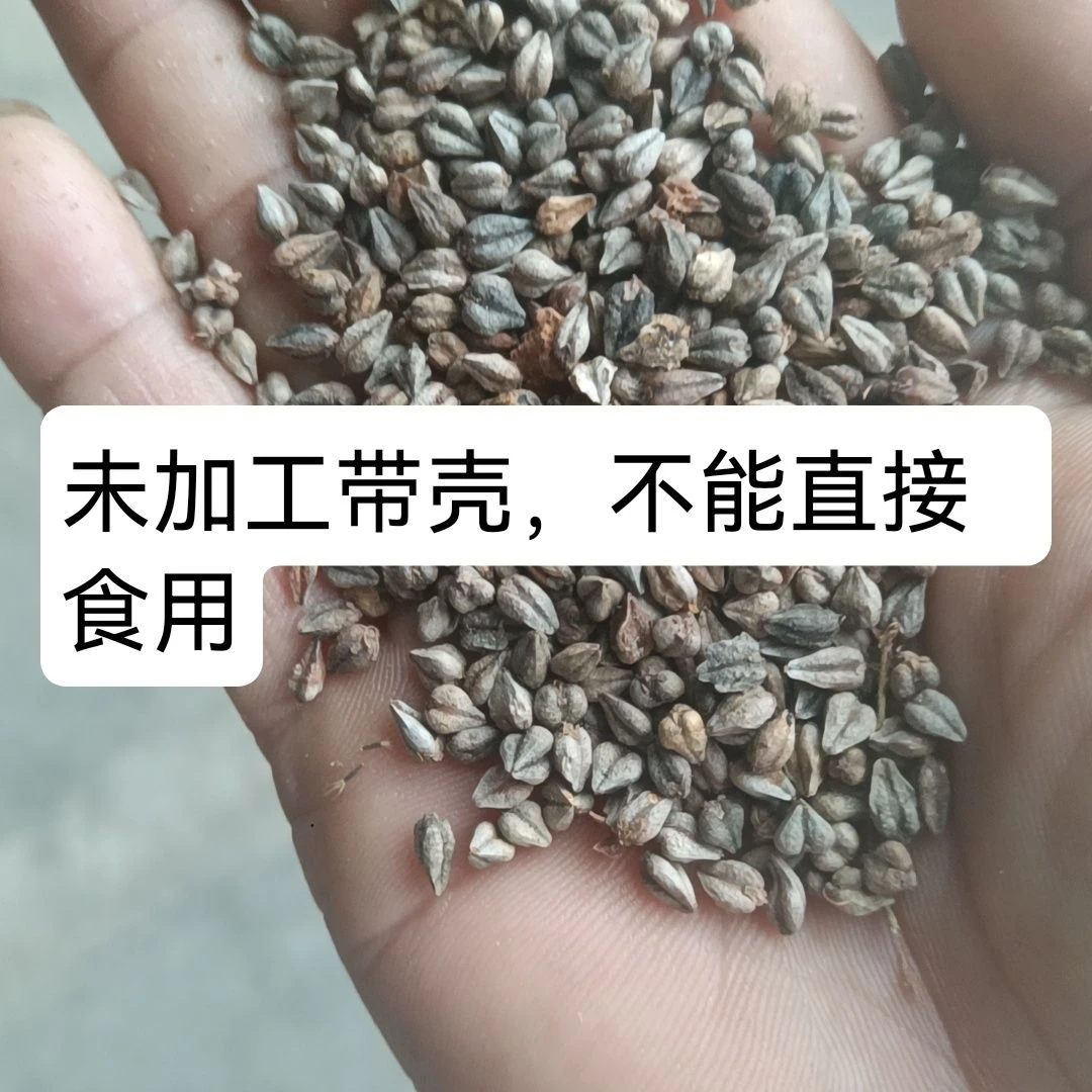 贵州高海拔高山带壳苦荞子
