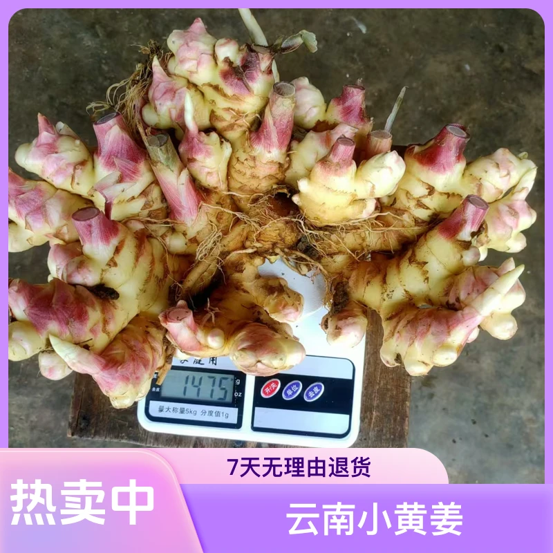 【特价抢购】云南小黄姜生姜批发现挖现发新姜嫩姜仔姜月子姜！！